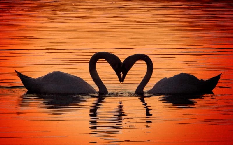 Cisnes e o amor Cisnes e o amor