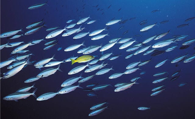 Peixes a nadar contra a corrente Peixes a nadar contra a corrente
