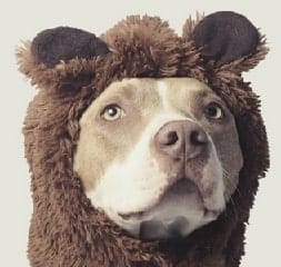 Preso por ter cão e preso por não ter, origem e significado