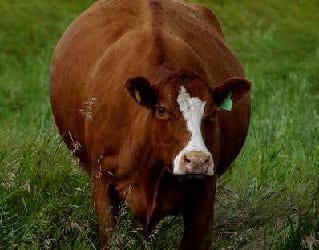 A Bezerra de Monsanto?