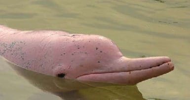 Um boto cor-de-rosa