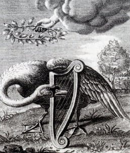 O proverbial Canto do Cisne