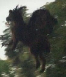 A lenda do Demónio de Jersey, ou Jersey Devil