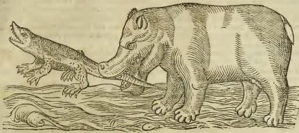 Um crocodilo e um elefante em Historia Animalium