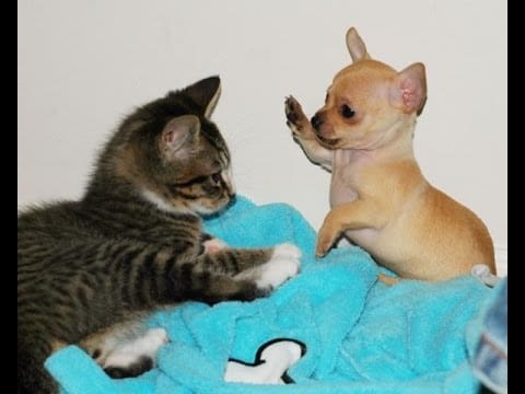 gato e cão em pleno combate gato e cão em pleno combate
