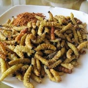 As lagartas comidas no Natal