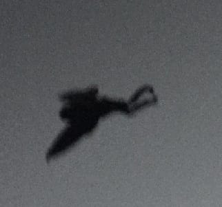 A lenda de Mothman e as Mothman Chronicles