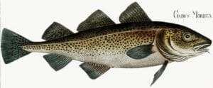 Um Bacalhau, aquele que se come na Páscoa e no Natal