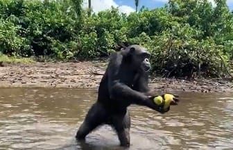 A história da mulher e do macaco