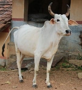 Uma vaca na Índia Uma vaca na Índia